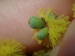 Asphondylia glabrigerminis