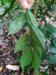 Microdesmis caseariifolia