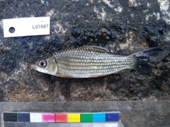 Labeo weeksii