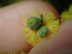 Asphondylia glabrigerminis