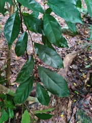 Microdesmis caseariifolia