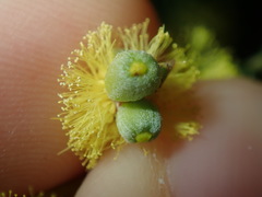 Asphondylia glabrigerminis
