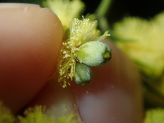 Asphondylia glabrigerminis