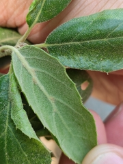 Quercus agrifolia oxyadenia