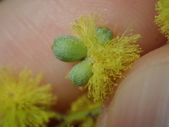 Asphondylia glabrigerminis