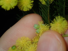 Asphondylia glabrigerminis