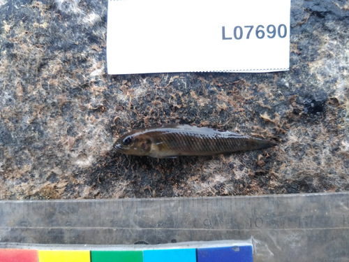 Congo lamprologus (Lamprologus mocquardi) — Cichlidae — 2
