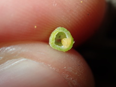 Asphondylia glabrigerminis
