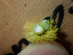 Asphondylia glabrigerminis