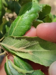 Quercus agrifolia oxyadenia