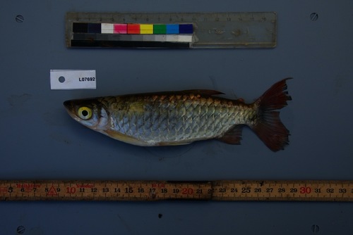 Pinkfin Alestes (Brycinus grandisquamis) — Alestidae — 2