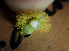 Asphondylia glabrigerminis