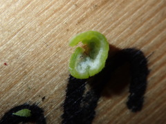 Asphondylia glabrigerminis