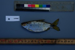 Brycinus imberi
