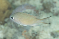 Azurina lepidolepis