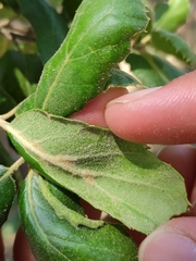 Quercus agrifolia oxyadenia