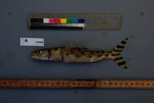 Eetveld's distichodontid (Eugnathichthys eetveldii) — Distichodontidae — 2