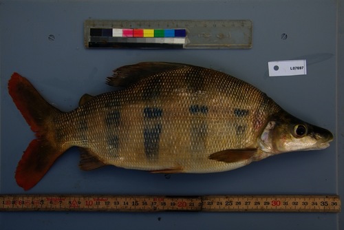 Long-snouted distichodus (Distichodus lusosso) — Distichodontidae — 5
