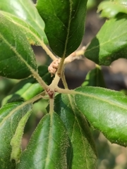 Quercus agrifolia oxyadenia