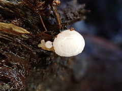 Hygrocybe roseoflavida