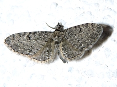Eupithecia virgaureata