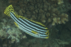 Plectorhinchus vittatus