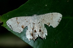 Dysaethria lilacina