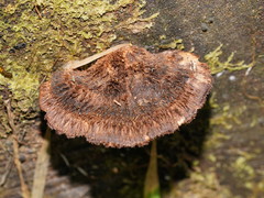 Postia pelliculosa