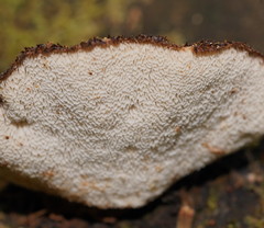 Postia pelliculosa