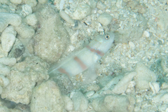 Amblyeleotris steinitzi