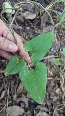 Aristolochia shimadae