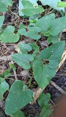 Aristolochia shimadae