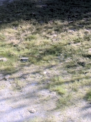 Micropterus salmoides