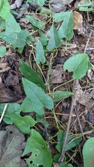 Aristolochia shimadae