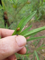 Harmonia conformis