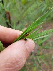 Harmonia conformis
