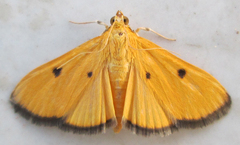 Phostria bistigmalis
