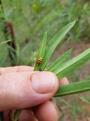 Harmonia conformis