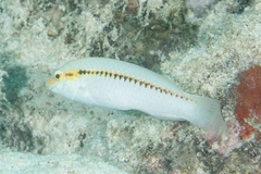 Halichoeres scapularis