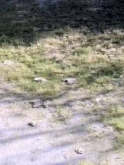 Micropterus salmoides