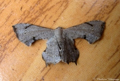 Dysaethria quadricaudata