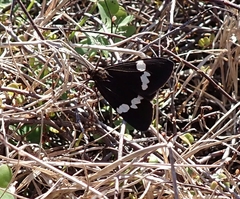 Nyctemera annulata × amicus