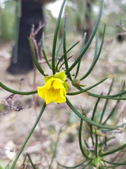 Hibbertia striata
