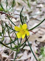Hibbertia striata