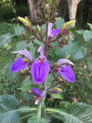 Brillantaisia owariensis