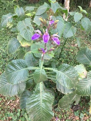 Brillantaisia owariensis