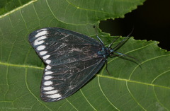 Cyclosia panthona