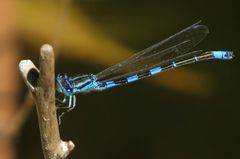 Coenagrion caerulescens