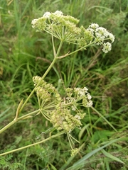Ostericum palustre