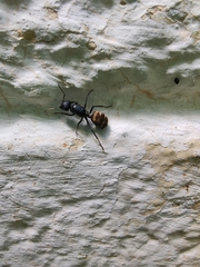 Camponotus sericeus